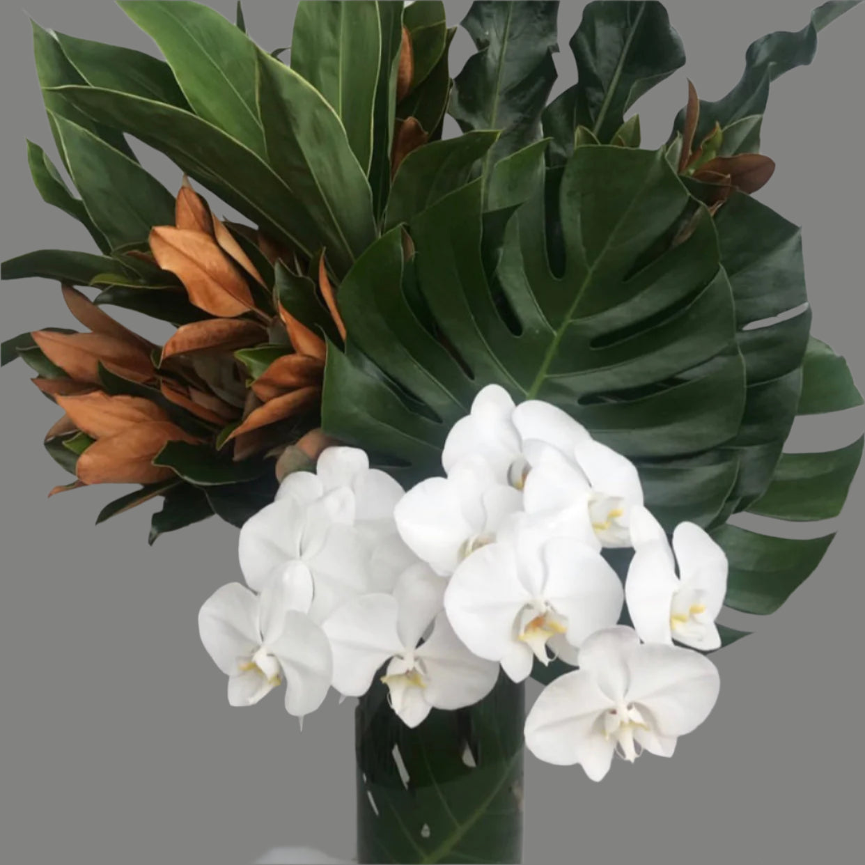 White and Green - Bloomy Canberra