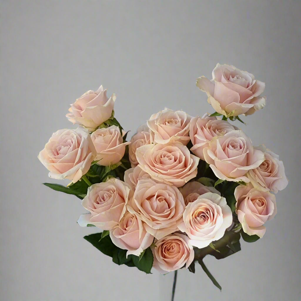Bloomy Pink Roses - Bloomy Canberra